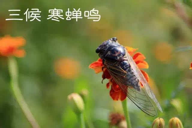 什么时候立秋_立秋三候_候立秋南阳