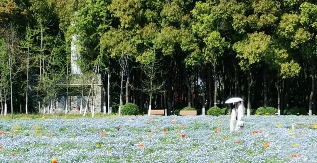 樱花游戏下载手机_樱花系列游戏手机版_樱花游戏app
