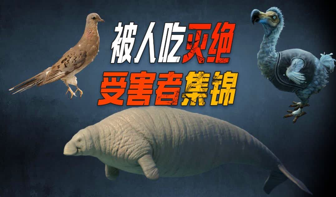 渡渡_渡佛_渡红尘