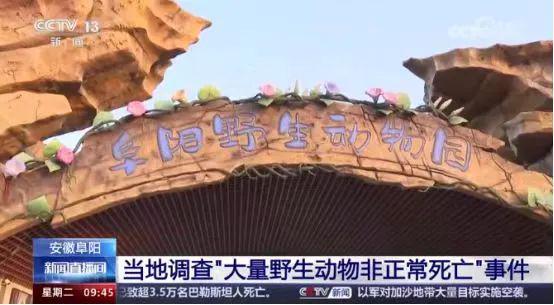 东北虎图片_东北虎图片卡通_东北虎图片大全大图