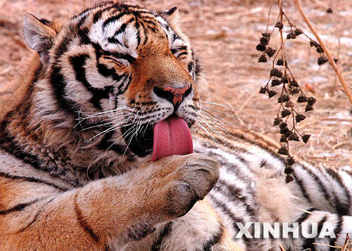 东北虎图片_东北虎图片大全大图_东北虎图片卡通