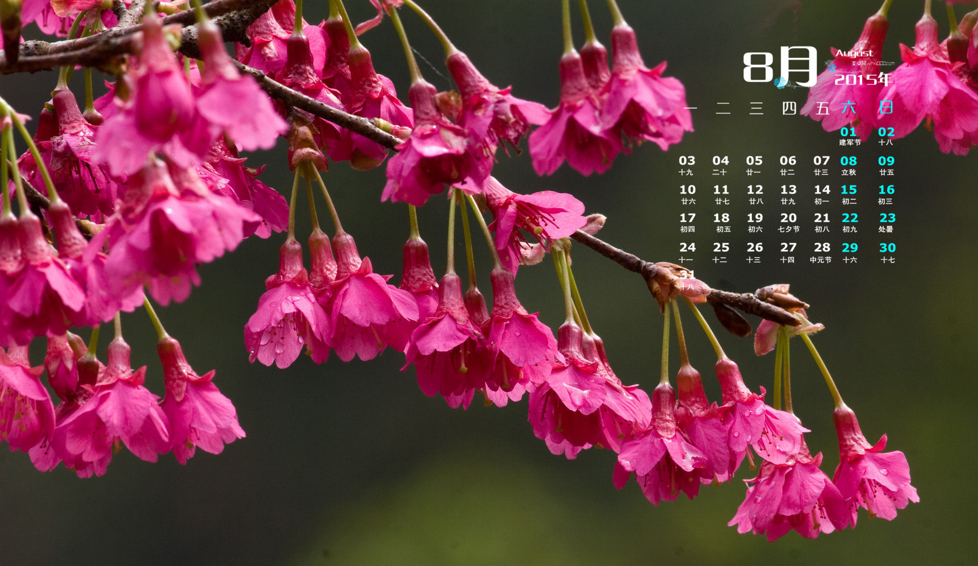 桌面月历app_5月桌面日历_日历桌面图标