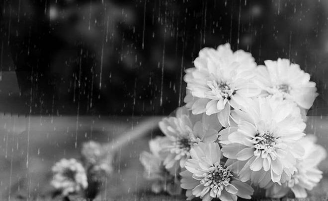 清明时节雨下一句是什么_清明时节雨纷纷_清明时节时时雨