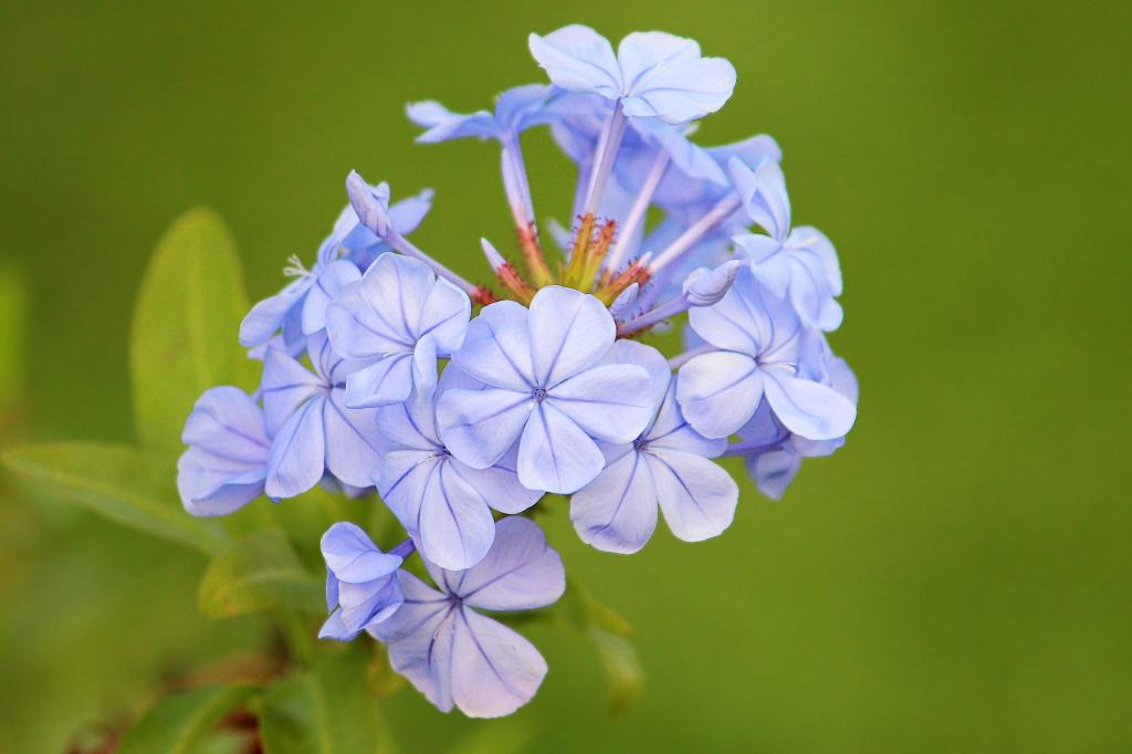 月令花卉_月令花歌_十二月令花