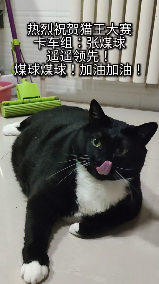 小猫玩儿的手机游戏_小猫玩儿手机游戏视频_小猫玩儿手机游戏