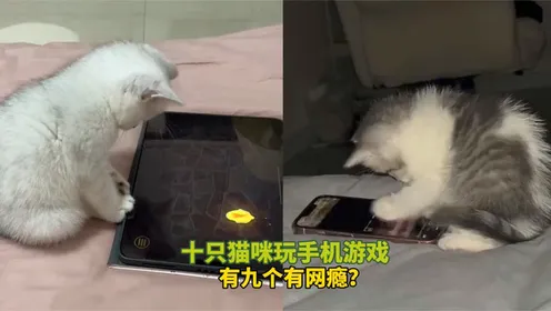 小猫玩儿手机游戏视频_小猫玩儿手机游戏_小猫玩儿的手机游戏