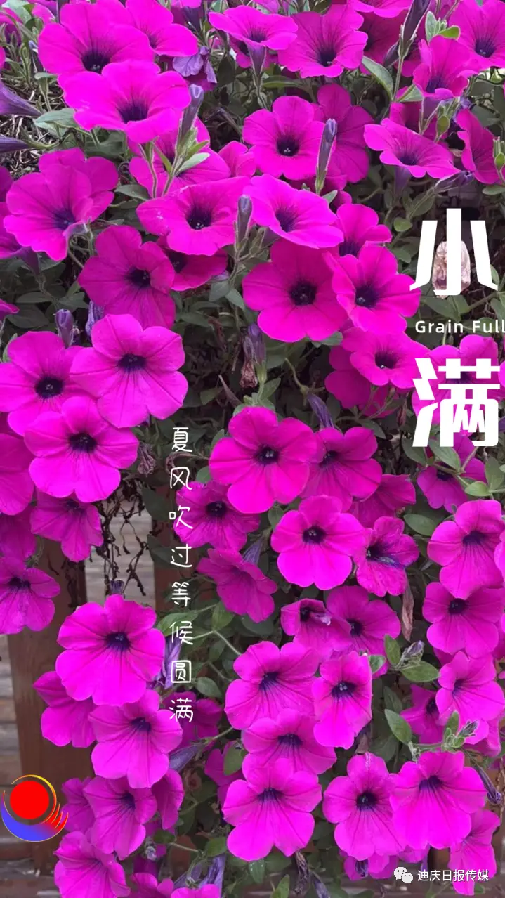 节气小满是哪天_节气小满是干什么的_小满是第几个节气