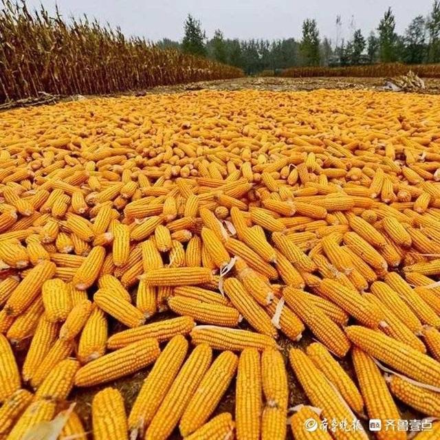 泛目录站群_泛目录站群原理_群目录在哪里