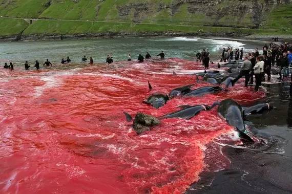 海豚湾下载迅雷_海豚湾在线观看_海豚湾免费观看全集