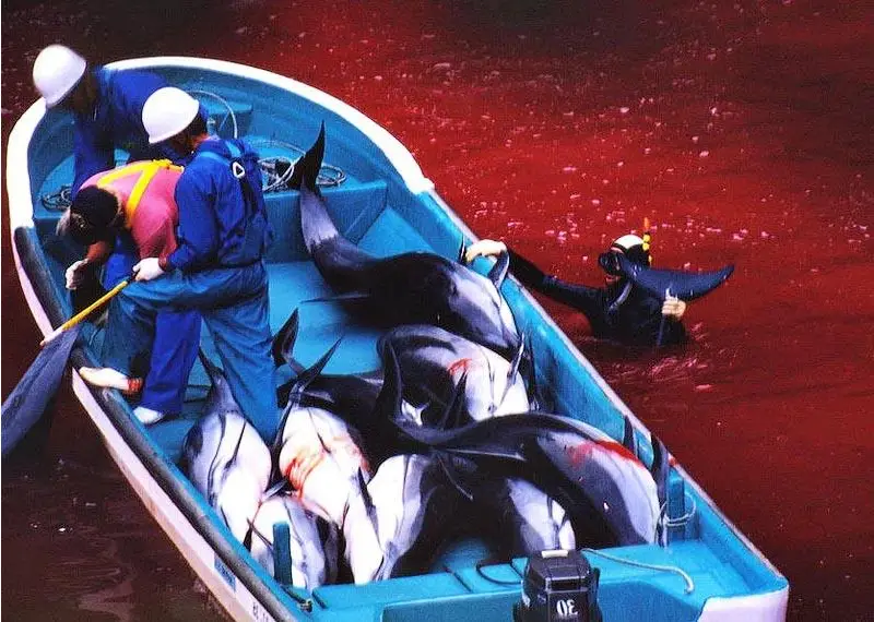 海豚湾在线观看_海豚湾下载迅雷_海豚湾免费观看全集