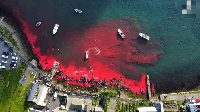 海豚湾免费观看全集_海豚湾在线观看_海豚湾下载迅雷