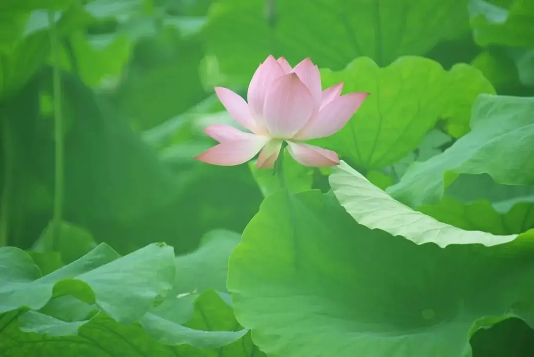 壁纸图片动漫天空_壁纸天空高清全屏_天穹游戏手机壁纸