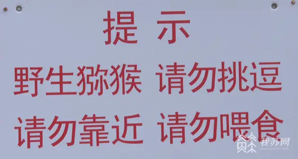 猴子要冬眠吗_猴子要钱表情包_不要喂猴子
