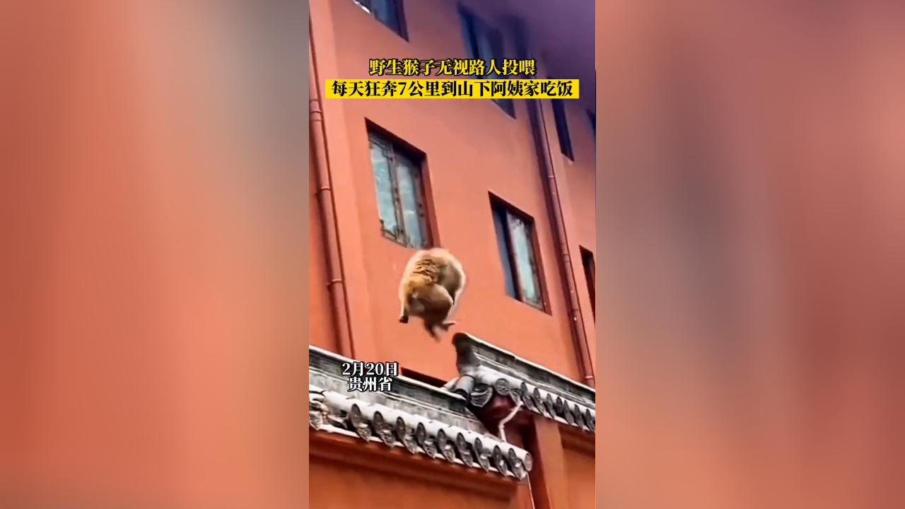 猴子要钱表情包_猴子要冬眠吗_不要喂猴子