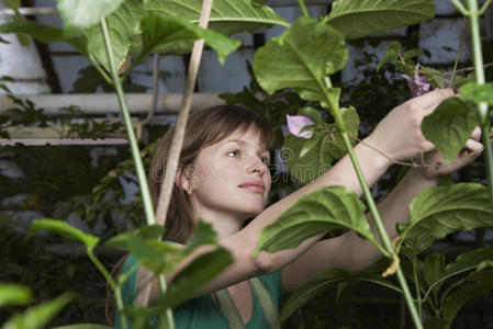 植物学家中国女孩_植物学家的中国女孩讲的什么_植物学家的中国女孩大结局