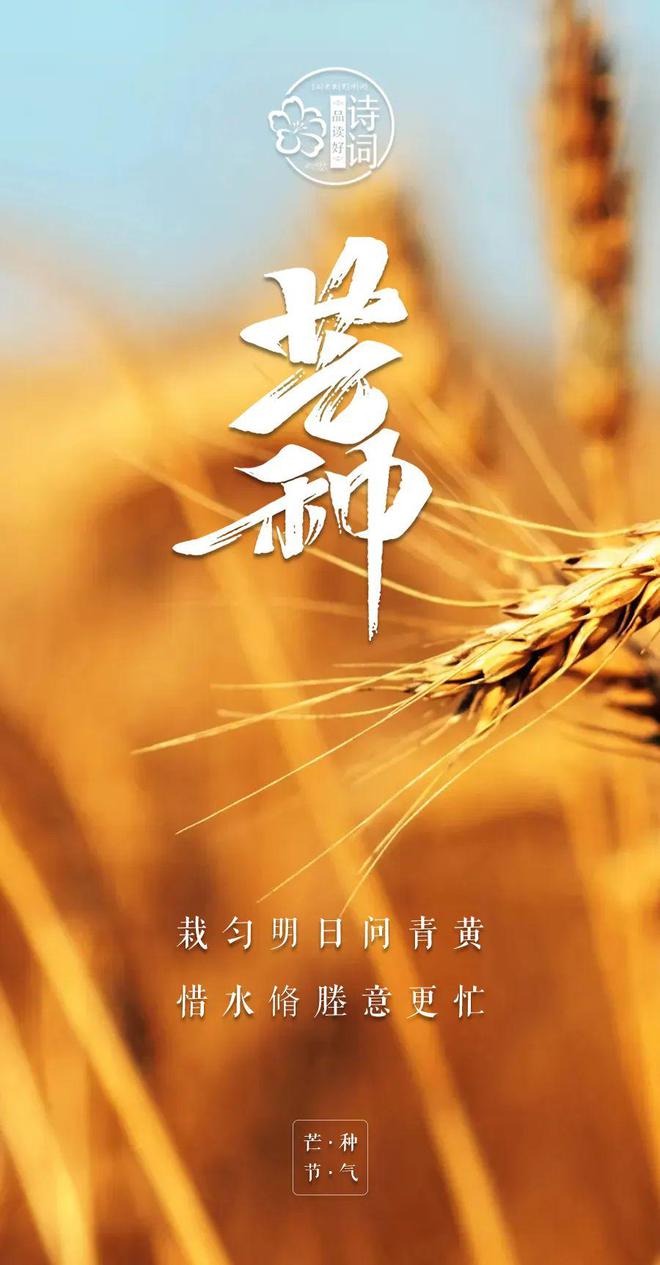 芒种年年乐_2023年是什么年_2023年芒种