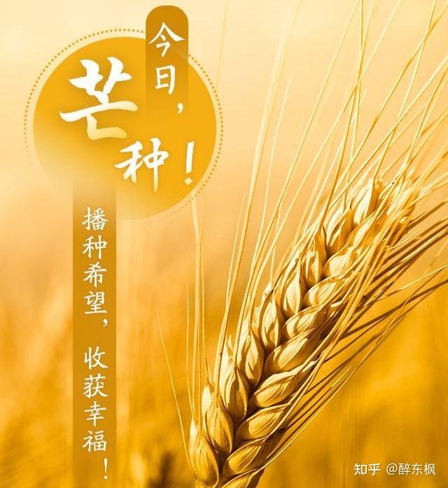 2023年芒种_芒种年年乐_2023年是什么年