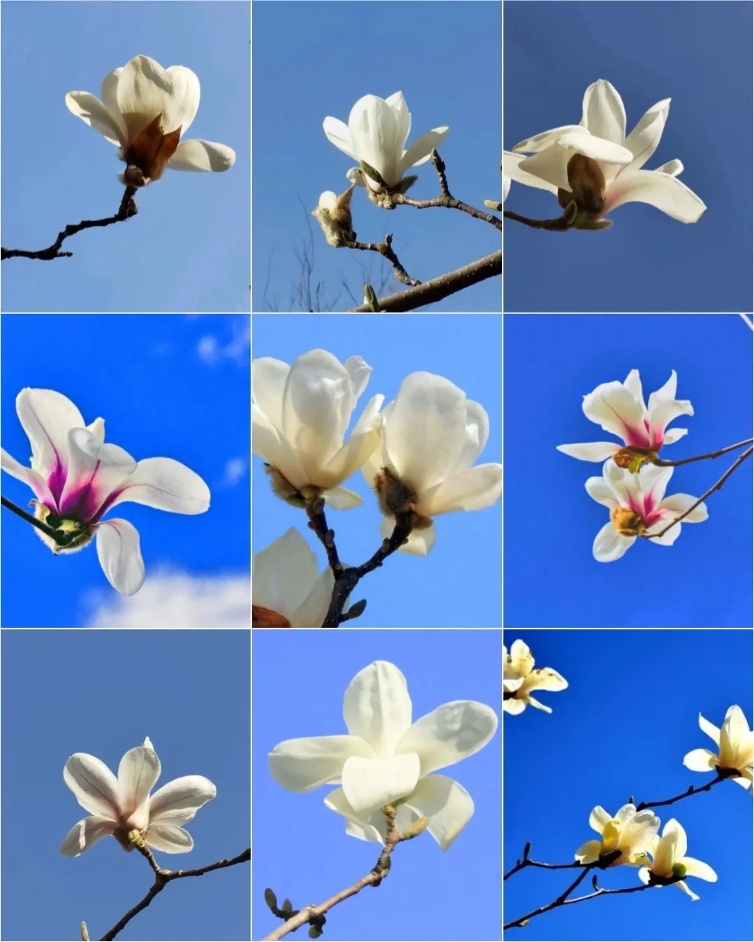 千代兰_千代兰_千代兰