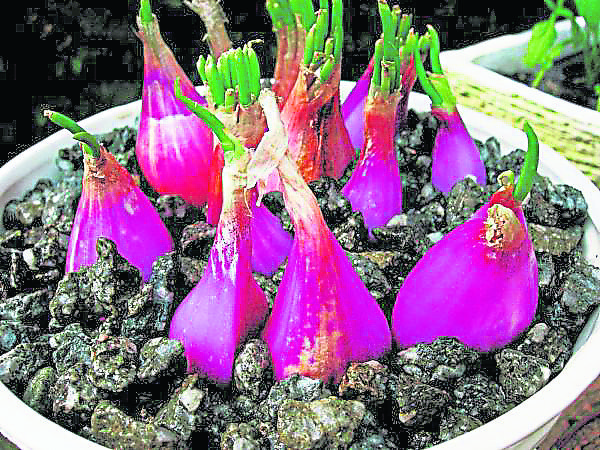 阳台种菜视频教程_阳台种菜视频大全_阳台种菜游戏手机