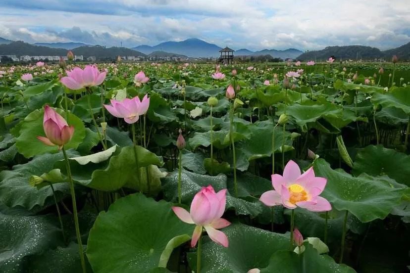 电视剧危险真情全集播放_对我而言危险的他电视剧_危险系列电视剧