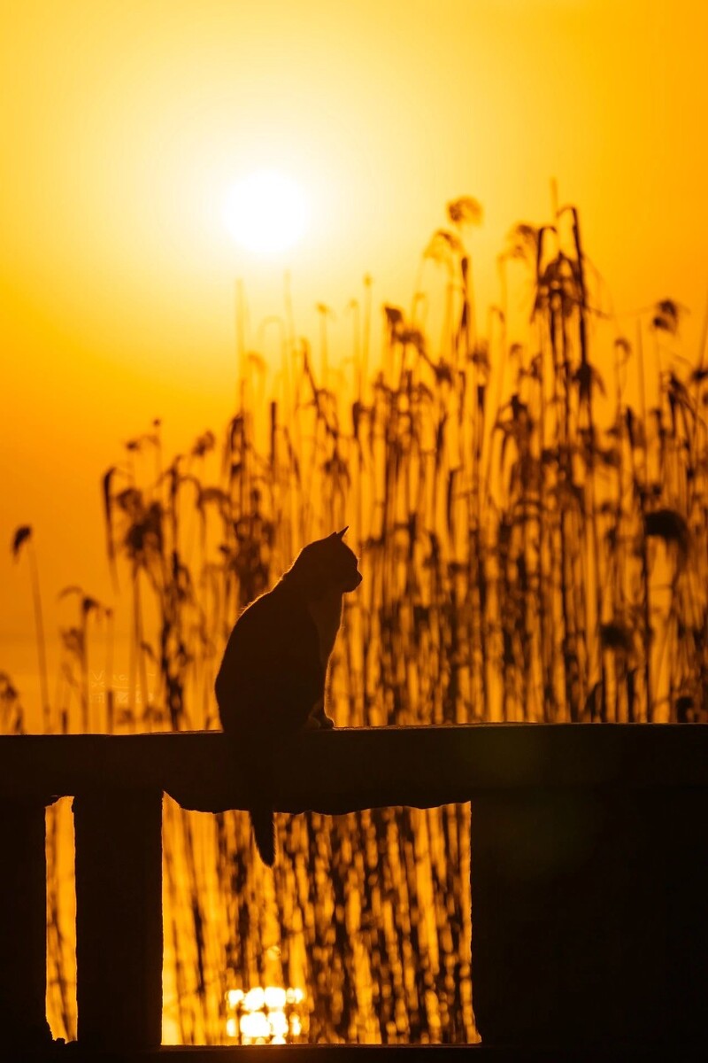 狐獴怎么读_狐猫_狐猫的图片