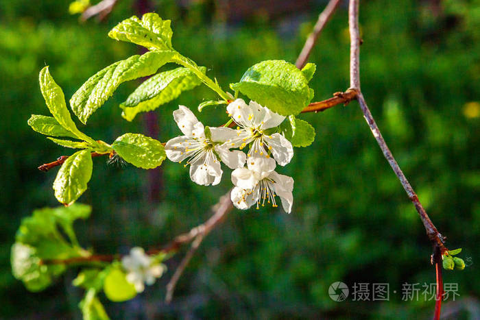 樱色_以墨樱色花火书包网_长野博樱色樱风中文歌词