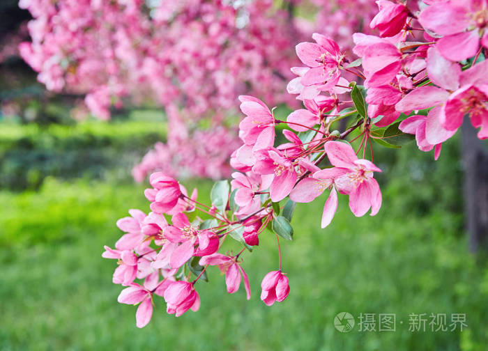 长野博樱色樱风中文歌词_以墨樱色花火书包网_樱色
