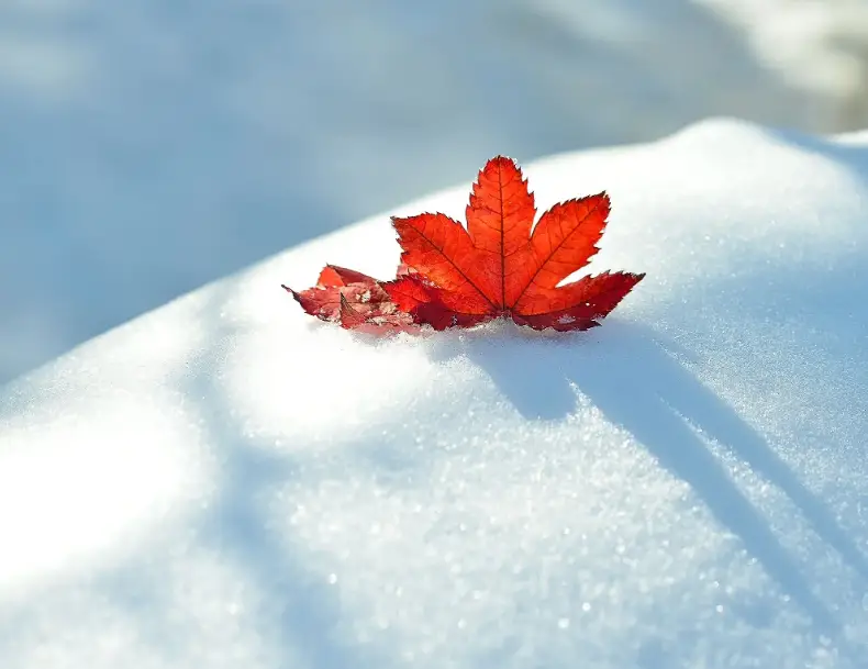 凌美雪_凌美琪凌美雪毁童年_艹凌美雪和凌美琪