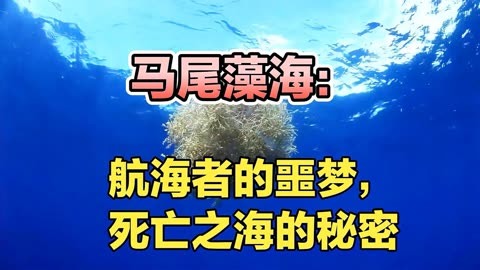 神之浩劫海妖斯库拉_斯库拉_斯库拉怪兽