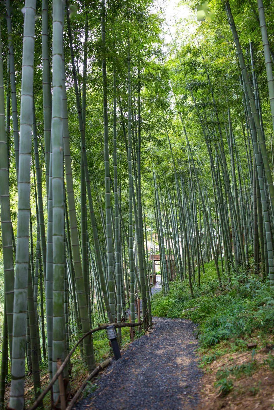 竹林拍照手机游戏-竹林拍照：带你走进静谧神秘的竹林深处，体验心灵之旅