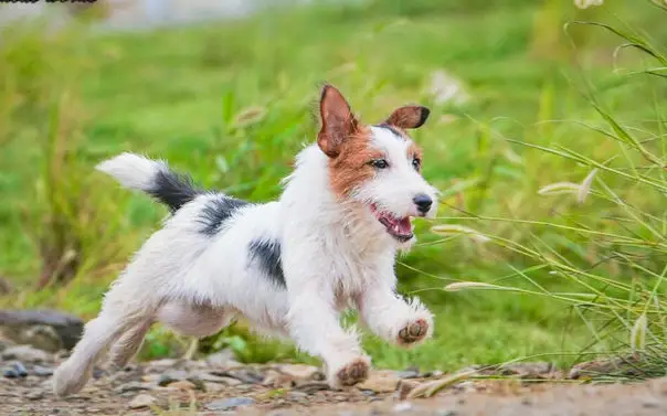 鸡流勇退犬力以赴_犬之力_力犬无比是什么生肖