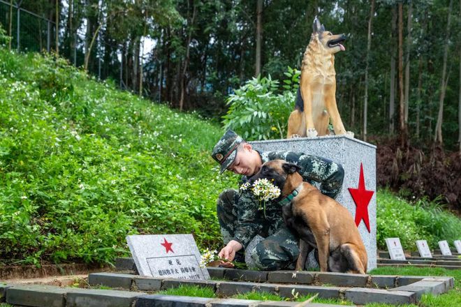 力犬无比是什么生肖_鸡流勇退犬力以赴_犬之力