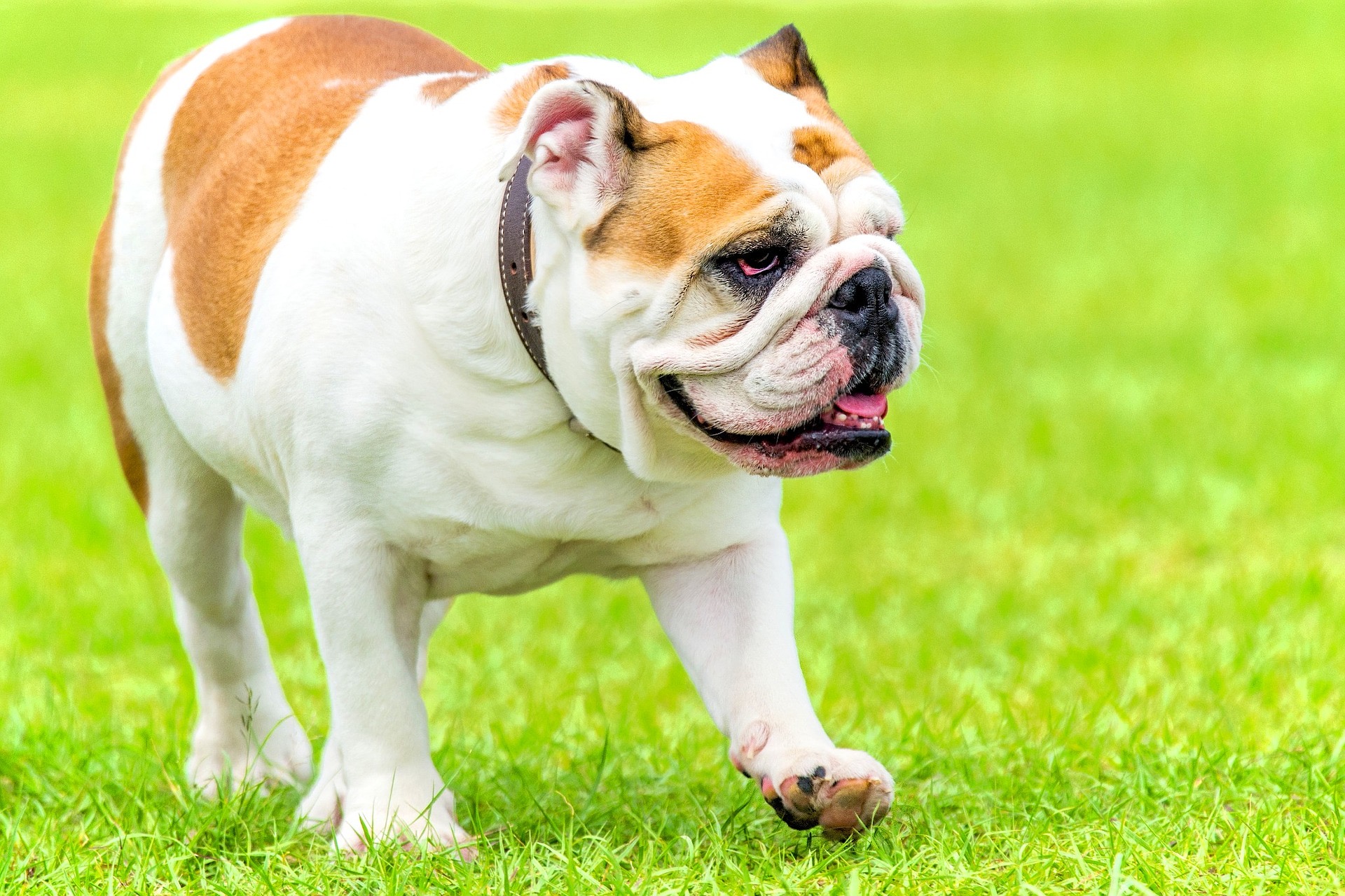 力犬无比是什么生肖_犬之力_鸡流勇退犬力以赴