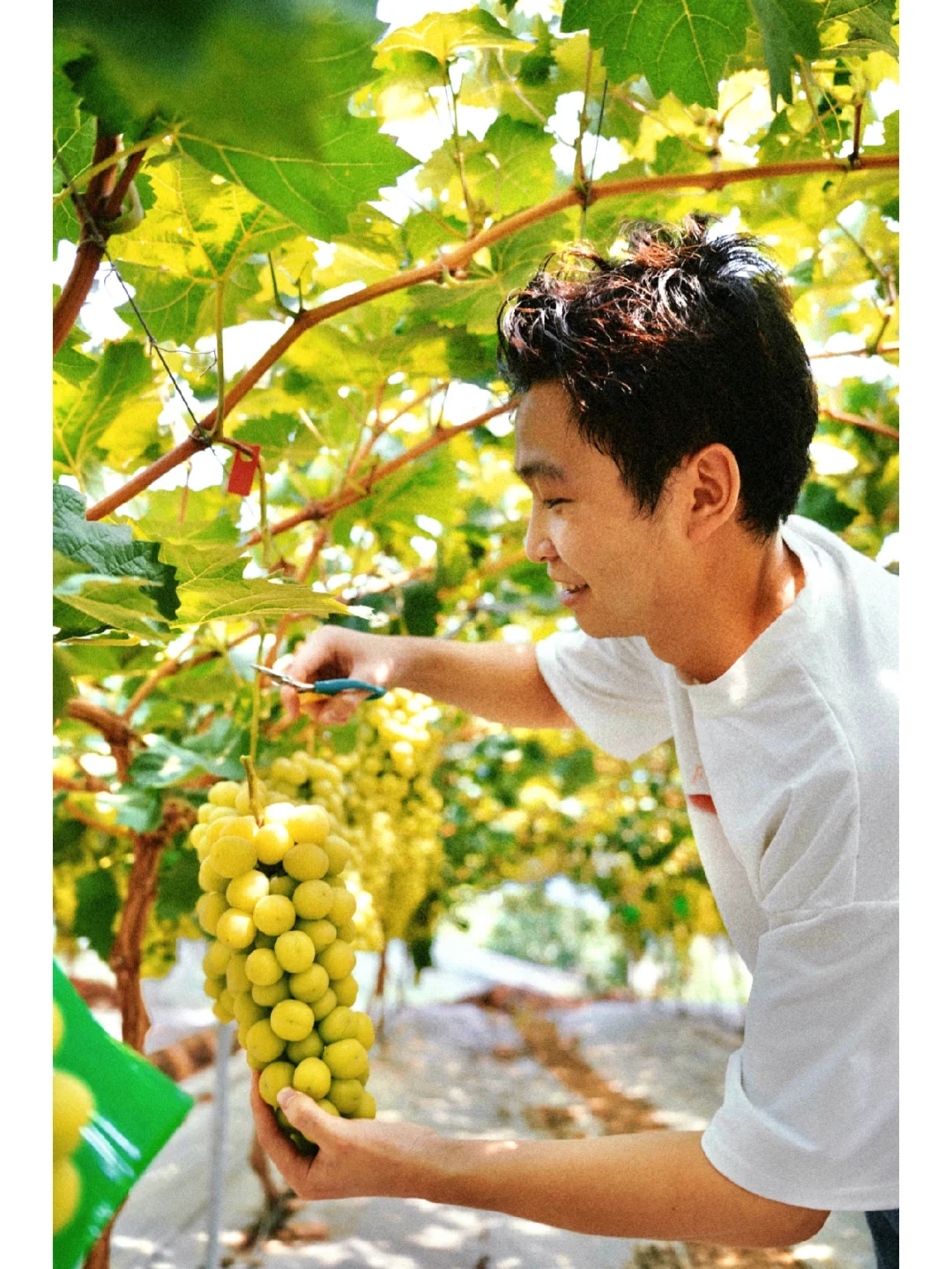 四叶草耳钉价格梵克雅宝官网_四叶莲的功效与作用_四叶