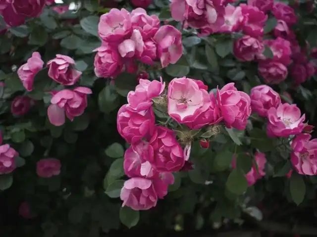 麻仓花_麻仓花_麻仓花