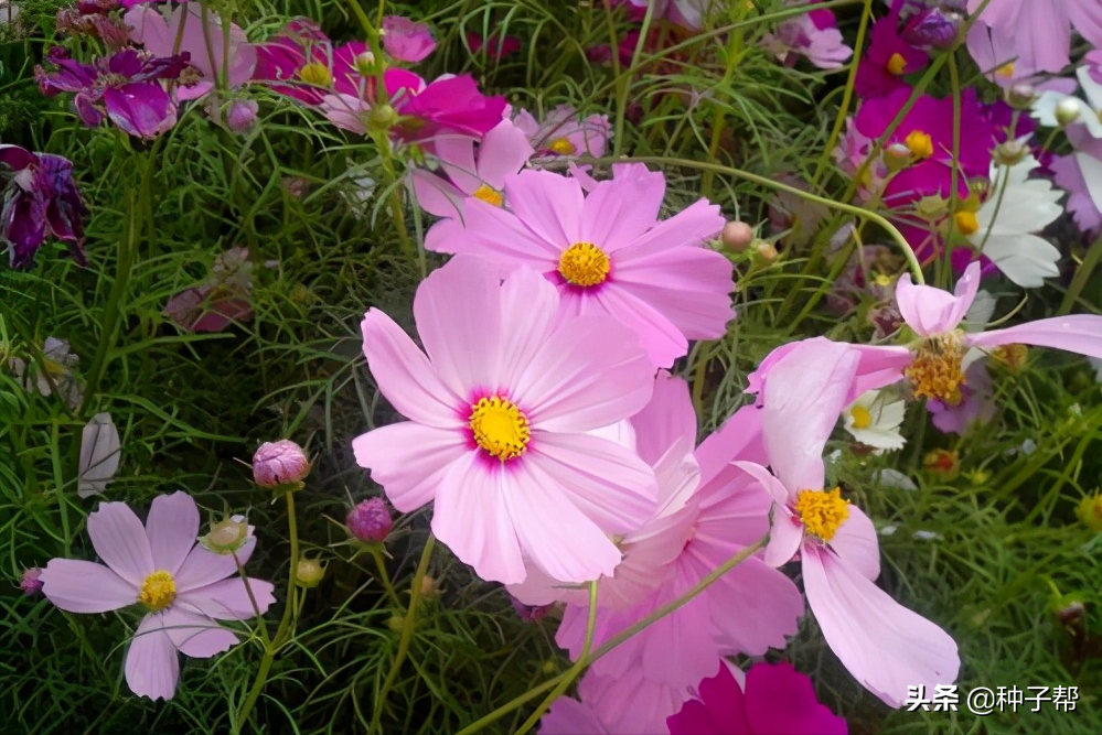 麻仓花_麻仓花_麻仓花