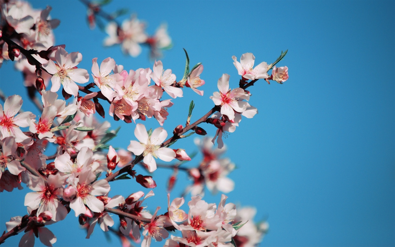 藤宫樱花_樱花藤条_樱花藤艺效果图