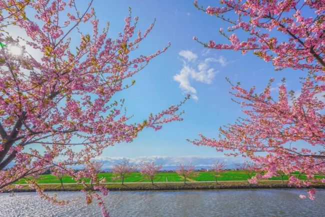 樱花藤条_藤宫樱花_樱花藤艺效果图