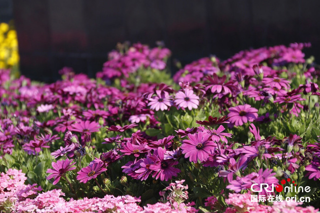 春节2019年是几月几日_春节2019年放假_2019春节