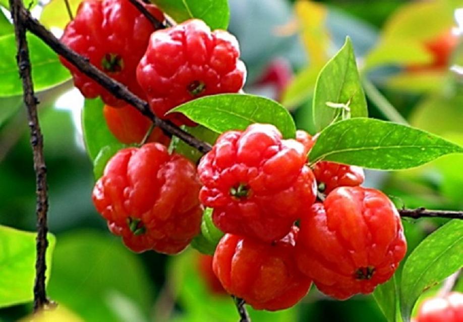 红影影视苹果安装_影视免费红果下载app_红果影视免费下载