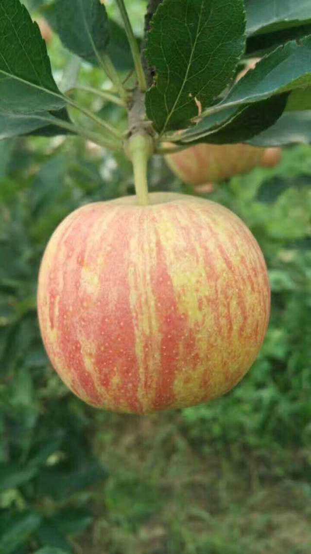 iphone上市_苹果上市的时候是几月_苹果3什么时候上市的