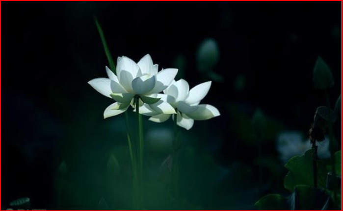 橘花：淡淡的甜与酸，是夏天的味道，更是情感的寄托