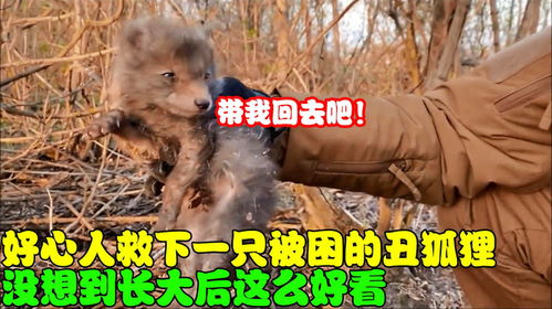 小狐狸怎么退出,全面解析退出流程及注意事项