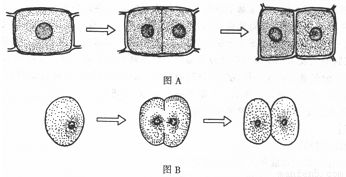 细胞分裂gs,GS基因概述