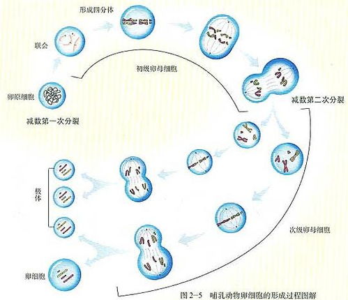 细胞分裂6缺失 upla_dir_fix,upla_dir_fix.dll缺失问