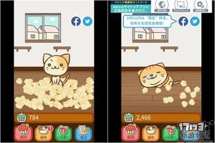收集猫毛游戏,趣味无限，收集猫毛游戏大揭秘